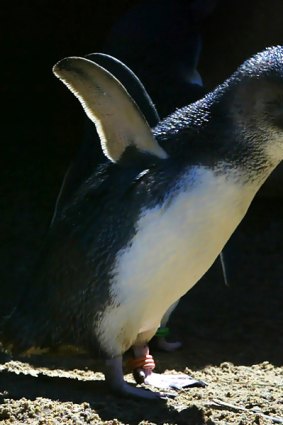 A little penguin fledgling dries its flippers in the sun at Taronga Zoo in this file photo.