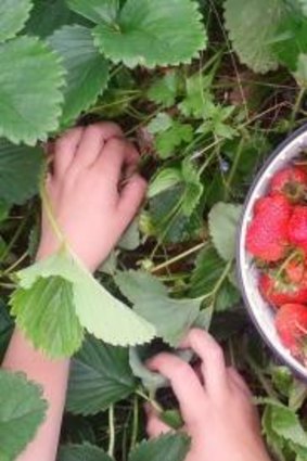 Fresh is best: Pick your own at Sunny Ridge Strawberry Farm.
