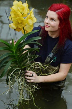 A wading worker with a Vanda orchid in London's Kew Gardens.