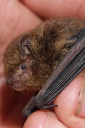 Fewer than 20 left...the Christmas island pipistrelle is in rapid decline but conservationists are ready for a rescue mission.