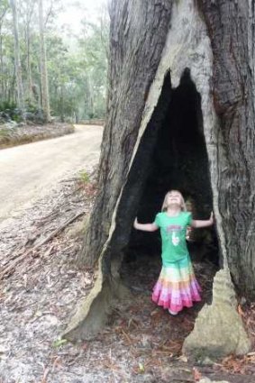 Sarah, Tim’s daughter seeks shelter in the hollow of a Murramarang gum