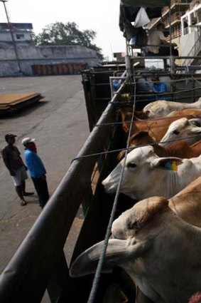 Australian cows are loaded onto a truck after arriving at the Tanjung Priok port in Jakarta.