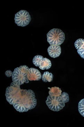 The researchers found that juvenile corals are able to clone themselves.