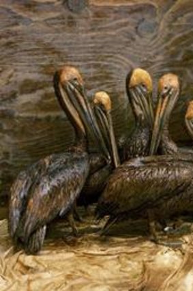 Pelicans affected by the oil spill.