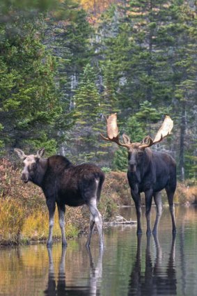 Moose in Maine.