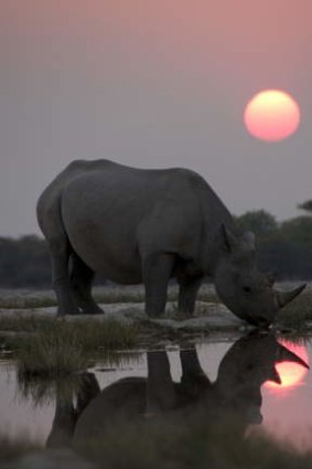 <i>David Attenborough's Africa</i> has unique footage of  black rhinos  in the Kalahari.