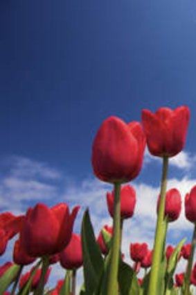 Vibrant red tulips in spring.