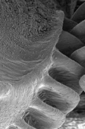 Close up: The intermeshing gears of the planthopper.