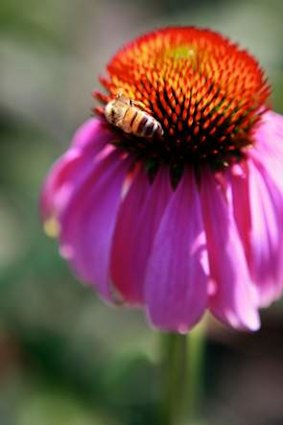 Ian Barker's design used purple coneflowers.