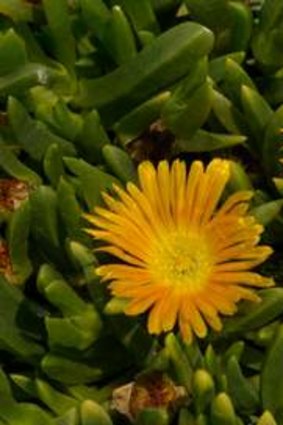 The new hybrid succulent the Kapitanys created, <i>xDisphyllum</i> 'Sunburn'.