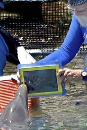 A dolphin 'communicating' with an iPad
