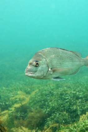An adult snapper.