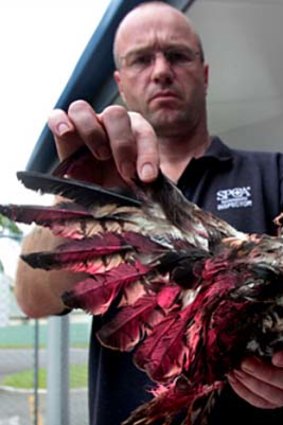 Palmerston North SPCA manager Danny Auger holds the frozen carcass of a hawk spray-painted red.