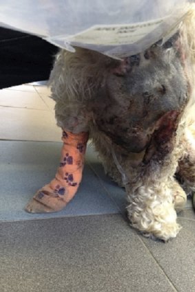 Miley the spoodle in 2013 at the time she suffered horrific burns at a dog salon owned by former Canberra dog groomer Lance Baker.