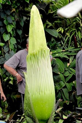 Titan Arum - or Corpse Flower - growing in the Tropical Glasshouse at the Royal Botanic Gardens.