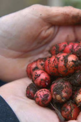 Oca, an heirloom vegetable that crunches like a carrot and tastes tangy.