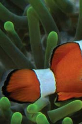 Too much CO2: Clown fish are losing the ability to navigate
