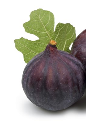 Figs are always grown on their own roots from cuttings.