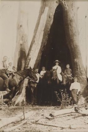 Weird Melancholy: Untitled (Blackbutt tree, Boolarra, Gippsland) 1901 photograph 24.8 x 19.7 cm The University of Melbourne Art Collection. Gift of the Russell and Mab Grimwade Bequest 1973.