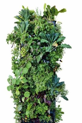 Vertical garden: Graham Ross tips they will become more popular.