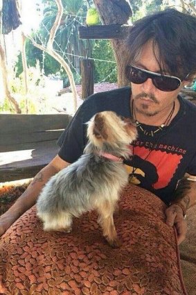 Depp with one of his Yorkshire terriers.