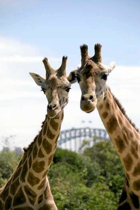 Best views: Taronga Zoo will host two events with superb vistas across the harbour.