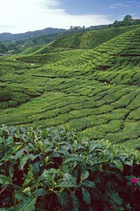 A tea plantation on the Cameron Highlands.