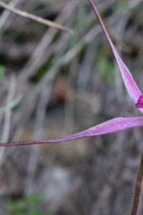 The rosella spider orchid.