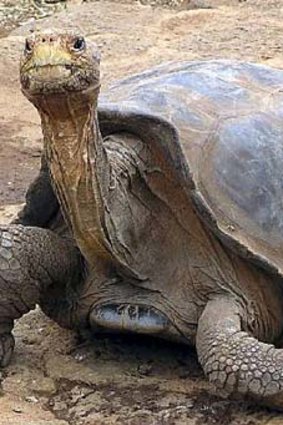 Endangered &#8230; the Galapagos giant tortoise.