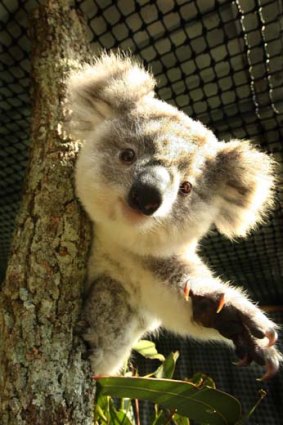 Hanging on &#8230; koalas are at risk.