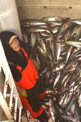 A small catch of jack mackerel aboard the Achernar.