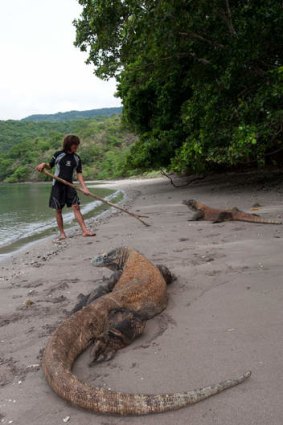 Komodo dragons on the beach, under the watchful eye of a guide.