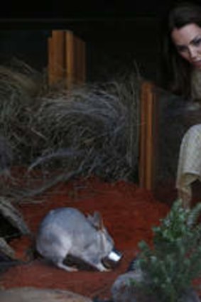 William, Kate and baby George feed a bilby at Sydney's Taronga Zoo.