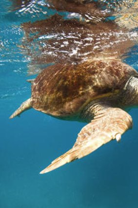 Turtles are viewed from the island's quasi-submarine.
