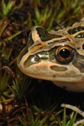 A spotted Marsh Frog.