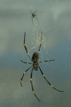 Golden orb spiders are fatter in the city. 
