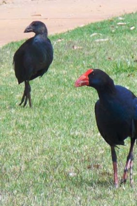 The swamp hen dyed the black cockatoo's tail red.