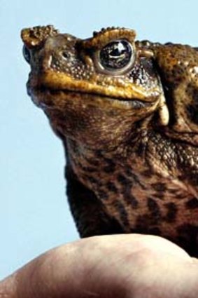 A poisonous cane toad.