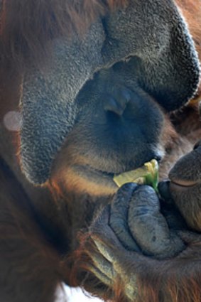 Dr Ian Singleton is at Melbourne Zoo to raise awareness about the threat to wild orang-utan population.