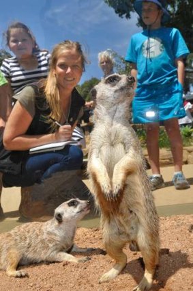 Sally Sherwen watches the meerkats interact with their human visitors at Melbourne Zoo.