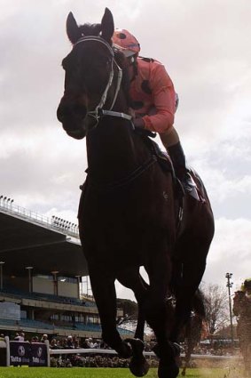 Could Black Caviar, being ridden by Luke Nolen, eventually topple Phar Lap from his place in the national psyche?