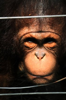 An orangtun peeks through the mild electrified wires at a Malaysian orangutan sanctuary in Bukit Merah lake town in the northern Malaysian state of Perak.
