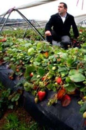 Strawberry farmer Joe Pignataro.