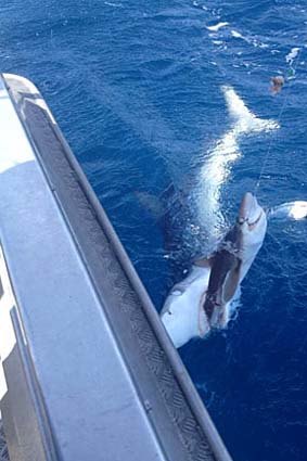 Catch of the day ... A blue shark attempting to eat a school shark.