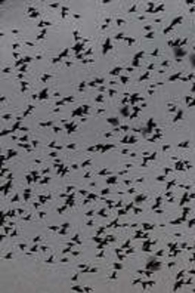 In <i>The Crowd</i>, cinematographer Frank juxtaposes human gatherings with those of birds and insects.