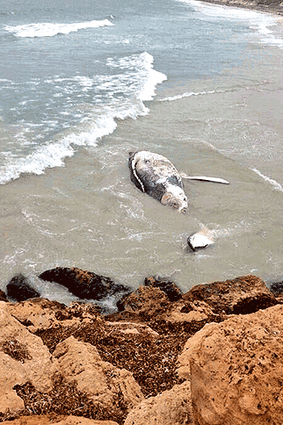 The whale carcass washed up just north of the Hillarys Marina.