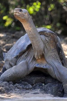 Galapagos icon &#8230; Lonesome George was about 100.