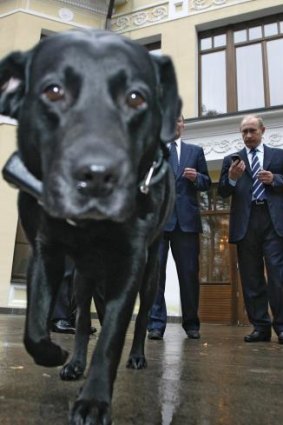 The president's dog, Koni, wears a GPS tracker at Novo-Ogarevo in 2008.