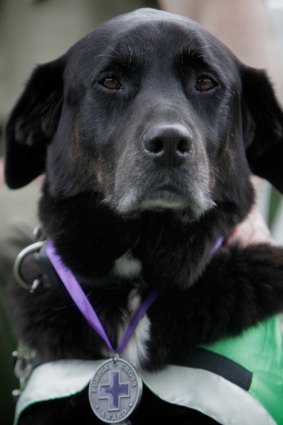 Sarbi, an explosives detection dog with the Australian Army,   after receiving her Purple Cross.