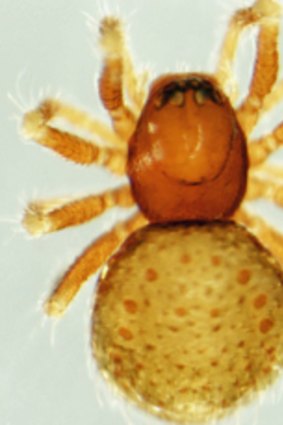 The spider Micropholcomma linnaei is one of 11 new species recently discovered in WA.